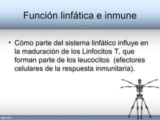 Función linfática e inmune
• Cómo parte del sistema linfático influye en
la maduración de los Linfocitos T, que
forman parte de los leucocitos (efectores
celulares de la respuesta inmunitaria).
 