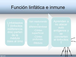 Función linfática e inmune
 