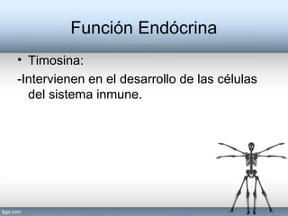 • Timosina:
-Intervienen en el desarrollo de las células
del sistema inmune.
Función Endócrina
 