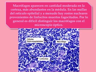 Macrófagos aparecen en cantidad moderada en la
corteza, más abundantes en la médula. En las mallas
del retículo epitelial y a menudo hay restos nucleares
provenientes de linfocitos muertos fagocitados. Por lo
general es difícil distinguir los macrófagos con el
microscopio óptico.
 