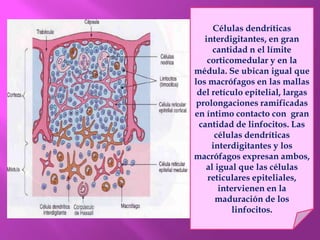 Células dendríticas
interdigitantes, en gran
cantidad n el límite
corticomedular y en la
médula. Se ubican igual que
los macrófagos en las mallas
del retículo epitelial, largas
prolongaciones ramificadas
en íntimo contacto con gran
cantidad de linfocitos. Las
células dendríticas
interdigitantes y los
macrófagos expresan ambos,
al igual que las células
reticulares epiteliales,
intervienen en la
maduración de los
linfocitos.
 