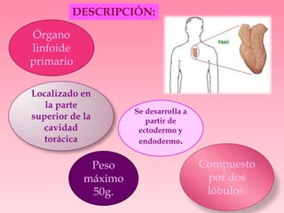 Órgano
linfoide
primario
Localizado en
la parte
superior de la
cavidad
torácica
Peso
máximo
50g.
Compuesto
por dos
lóbulos.
Se desarrolla a
partir de
ectodermo y
endodermo.
DESCRIPCIÓN:
 