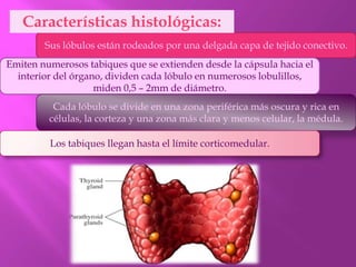 Sus lóbulos están rodeados por una delgada capa de tejido conectivo.
Características histológicas:
Emiten numerosos tabiques que se extienden desde la cápsula hacia el
interior del órgano, dividen cada lóbulo en numerosos lobulillos,
miden 0,5 – 2mm de diámetro.
Cada lóbulo se divide en una zona periférica más oscura y rica en
células, la corteza y una zona más clara y menos celular, la médula.
Los tabiques llegan hasta el límite corticomedular.
 