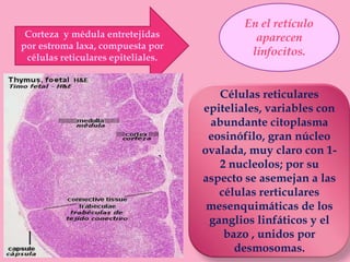 Corteza y médula entretejidas
por estroma laxa, compuesta por
células reticulares epiteliales.
En el retículo
aparecen
linfocitos.
Células reticulares
epiteliales, variables con
abundante citoplasma
eosinófilo, gran núcleo
ovalada, muy claro con 1-
2 nucleolos; por su
aspecto se asemejan a las
células rerticulares
mesenquimáticas de los
ganglios linfáticos y el
bazo , unidos por
desmosomas.
 