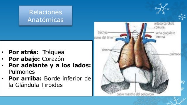 El desplazamiento lumbar los discos de la columna vertebral el tratamiento