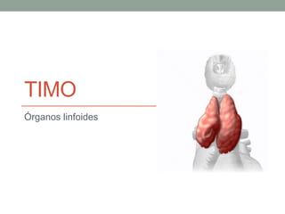 TIMO
Órganos linfoides
 