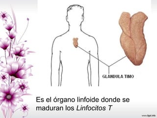 Timo Anatomia