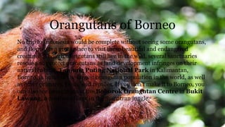 Orangutans of Borneo
No trip to Indonesia would be complete without seeing some orangutans,
and Borneo is a great place to visit these beautiful and endangered
creatures. Though orangutans still live in the wild, several sanctuaries
rescue and protect orangutans as land development infringes on their
natural habitat. Tanjung Puting National Park in Kalimantan,
Borneo, is home to the largest orangutan population in the world, as well
as other primates, birds, and reptiles. If you don't make it to Borneo, you
can also see orangutans at the Bohorok Orangutan Centre in Bukit
Lawang, a tourism village in the Sumatran jungle.
 