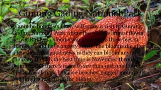 Gunung Gading National Park
Wannabe botanists likely will enjoy a visit to Gunung
Gading National Park where the world’s largest flower
grows. Rafflesia blooms can grow up to three feet in
diameter, and have a nasty smell. The blooms die after
a few days; the good news is they can bloom anytime of
the year, though the best time is November through
January. But there’s more to see than just one flower.
The Sarawak park has nice beaches, rugged mountains
and jungles just made for hiking.
 