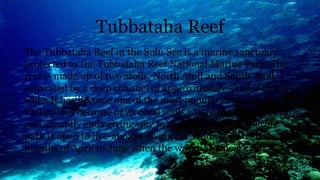 Tubbataha Reef
The Tubbataha Reef in the Sulu Sea is a marine sanctuary
protected as the Tubbataha Reef National Marine Park. The
reef is made up of two atolls, North Atoll and South Atoll,
separated by a deep channel of approximately 5 miles (8 km)
wide. It has become one of the most popular dive sites in the
Philippines because of its coral walls where the shallow coral
reef abruptly ends giving way to great depths. The marine
park is open to live-aboard diving excursions between the
months of April to June when the waves are most calm.
 