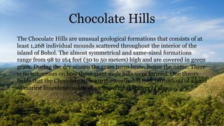 Chocolate Hills
The Chocolate Hills are unusual geological formations that consists of at
least 1,268 individual mounds scattered throughout the interior of the
island of Bohol. The almost symmetrical and same-sized formations
range from 98 to 164 feet (30 to 50 meters) high and are covered in green
grass. During the dry season the grass turns brow, hence the name. There
is no consensus on how these giant mole hills were formed. One theory
holds that the Chocolate Hills are the weathered rock formations of a kind
of marine limestone on top of an impermeable layer of clay.
 