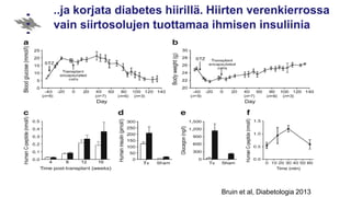 ..ja korjata diabetes hiirillä. Hiirten verenkierrossa
vain siirtosolujen tuottamaa ihmisen insuliinia
Bruin et al, Diabetologia 2013
 