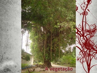 Sessão sobre Timor 2006-2012