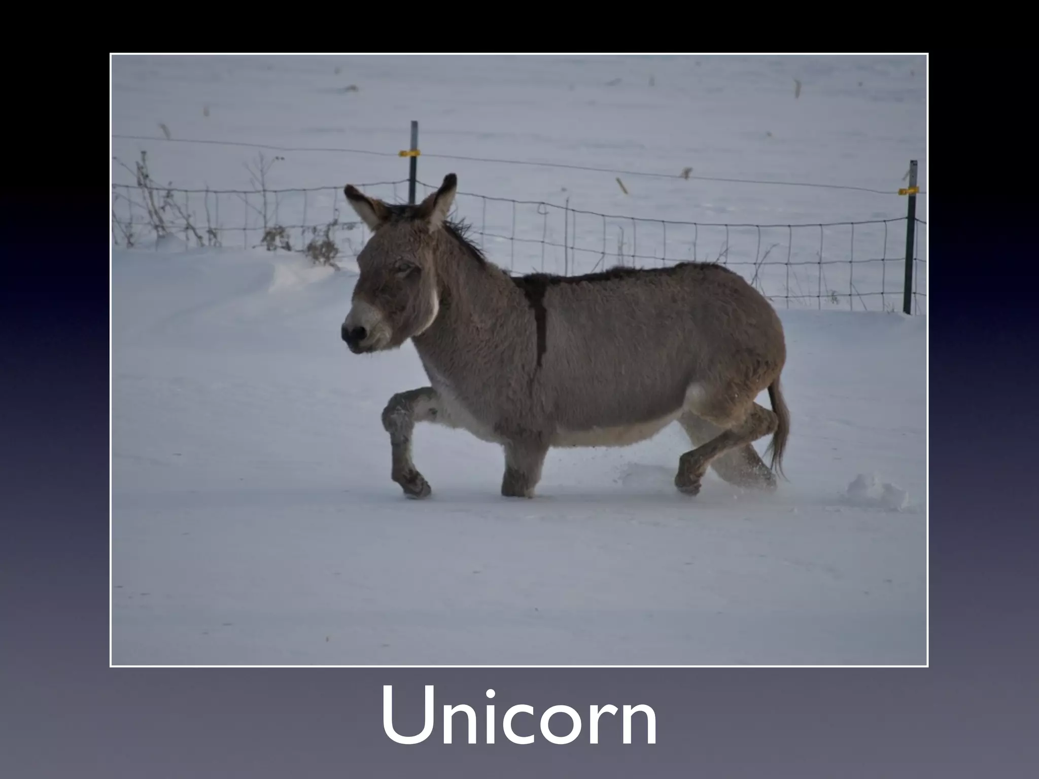 Unicorn
 