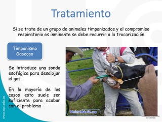 Tratamiento
Si se trata de un grupo de animales timpanizados y el compromiso
respiratorio es inminente se debe recurrir a la trocarización
Timpanismo
Gaseoso
Se introduce una sonda
esofágica para desalojar
el gas.
En la mayoría de los
casos esto suele ser
suficiente para acabar
con el problema
 
