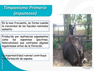 Timpanismo Primario
(espumoso)
Producida por sustancias espumantes
como las saponinas (pectinas,
hemicelulosa) que contienen algunas
leguminosas antes de la floración
Es la mas frecuente, se forma cuando
la viscosidad de los líquidos ruminales
aumenta
La hipermotilidad ruminal contribuye
a la formación de espuma
 