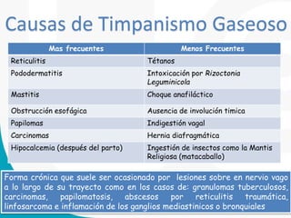 Causas de Timpanismo Gaseoso
Mas frecuentes Menos Frecuentes
Reticulitis Tétanos
Pododermatitis Intoxicación por Rizoctonia
Leguminicola
Mastitis Choque anafiláctico
Obstrucción esofágica Ausencia de involución timica
Papilomas Indigestión vagal
Carcinomas Hernia diafragmática
Hipocalcemia (después del parto) Ingestión de insectos como la Mantis
Religiosa (matacaballo)
Forma crónica que suele ser ocasionado por lesiones sobre en nervio vago
a lo largo de su trayecto como en los casos de: granulomas tuberculosos,
carcinomas, papilomatosis, abscesos por reticulitis traumática,
linfosarcoma e inflamación de los ganglios mediastinicos o bronquiales
 