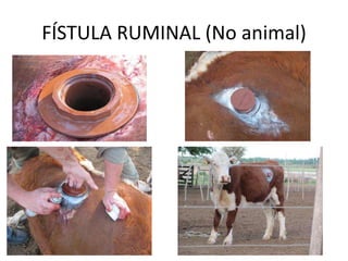 FÍSTULA RUMINAL (No animal)
 