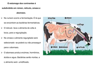 O estomago dos ruminantes é
subdividido em rúmen, retículo, omaso e
abomaso.
 No rumem ocorre a fermentação. É lá que
se encontram as bactérias fermentativas.
 O reticulo leva o alimenta de volta à
boca, para a regurgitação.
 No omaso o alimento regurgitado será
selecionado se poderá ou não prosseguir
para o abomaso.
 O abomaso produz enzimas, hormônios,
ácidos e agua. Bactérias serão mortas, e
o alimento será umidificado.
 