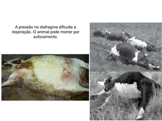A pressão no diafragma dificulta a
respiração. O animal pode morrer por
sufocamento.
 
