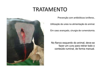 TRATAMENTO
Prevenção com antibióticos ioniferos..
Utilização de ureia na alimentação do animal.
Em caso avançado, cirurgia de rumenotomia.
No flanco esquerdo do animal, deve-se
fazer um corte para retirar todo o
conteúdo ruminal, de forma manual.
 