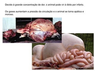 Devido à grande concentração de dor, o animal pode vir à óbito por infarto.
Os gases aumentam a pressão da circulação e o animal se torna apático e
moroso.
 