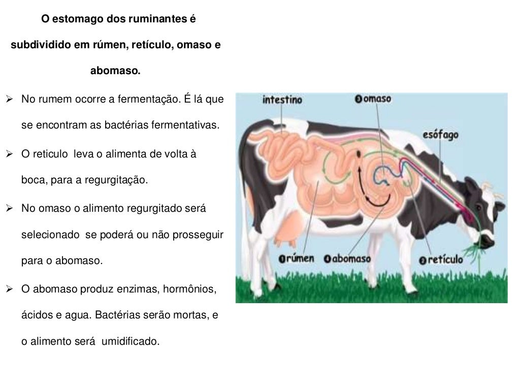 Doença metabólica em ruminantes TIMPANISMO