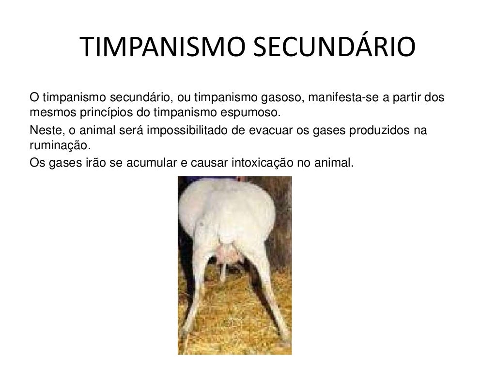 Doença metabólica em ruminantes TIMPANISMO