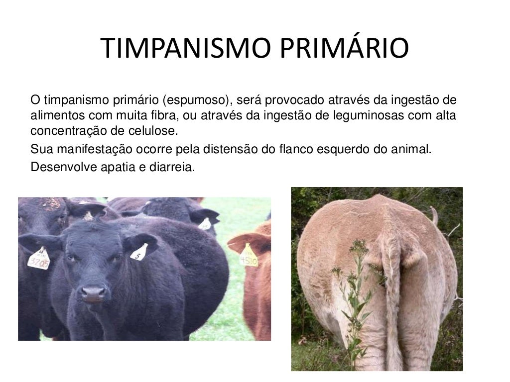Doença metabólica em ruminantes TIMPANISMO