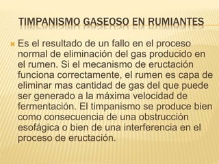 TIMPANISMO GASEOSO EN RUMIANTES 
 Es el resultado de un fallo en el proceso 
normal de eliminación del gas producido en 
el rumen. Si el mecanismo de eructación 
funciona correctamente, el rumen es capa de 
eliminar mas cantidad de gas del que puede 
ser generado a la máxima velocidad de 
fermentación. El timpanismo se produce bien 
como consecuencia de una obstrucción 
esofágica o bien de una interferencia en el 
proceso de eructación. 
 