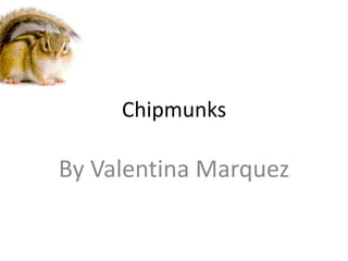 Chipmunks By Valentina Marquez 