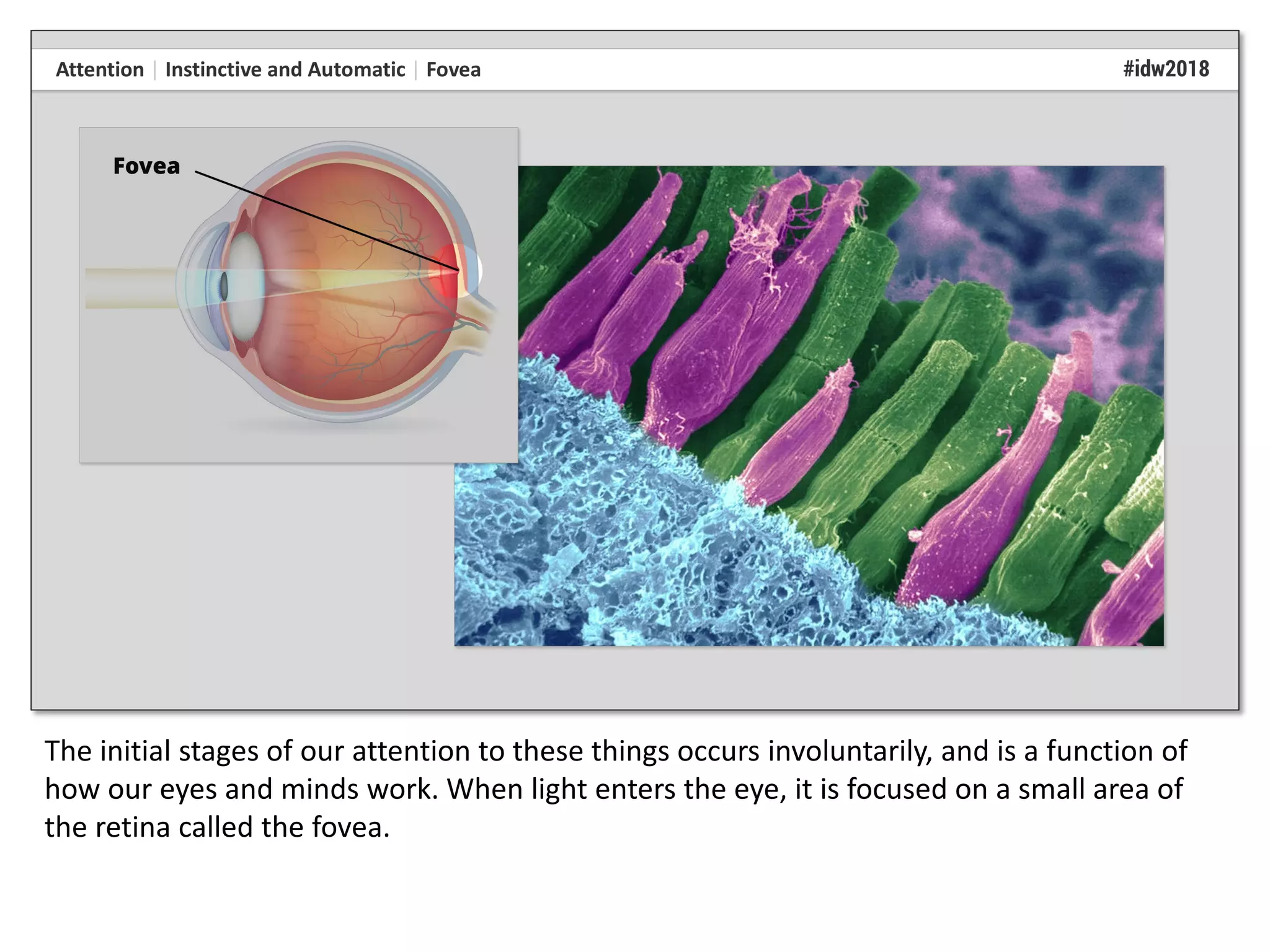 The initial stages of our attention to these things occurs involuntarily, and is a function of
how our eyes and minds work. When light enters the eye, it is focused on a small area of
the retina called the fovea.
 