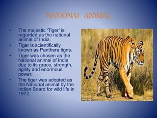 NATIONAL ANIMAL
• The majestic ‘Tiger’ is
regarded as the national
animal of India.
• Tiger is scientifically
known as Panthera tigris.
• Tiger was chosen as the
National animal of India
due to its grace, strength,
agility and enormous
power.
• The tiger was adopted as
the National animal by the
Indian Board for wild life in
1972.
 