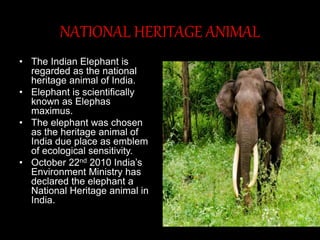 NATIONAL HERITAGE ANIMAL
• The Indian Elephant is
regarded as the national
heritage animal of India.
• Elephant is scientifically
known as Elephas
maximus.
• The elephant was chosen
as the heritage animal of
India due place as emblem
of ecological sensitivity.
• October 22nd 2010 India’s
Environment Ministry has
declared the elephant a
National Heritage animal in
India.
 