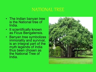 NATIONAL TREE
• The Indian banyan tree
is the National tree of
India.
• It scientifically known
as Ficus Bengalensis.
• Banyan tree symbolizes
immorality and survival,
is an integral part of the
myth legends of India
thus been chosen as
the National Tree of
India.
 