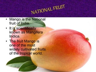 • Mango is the National
fruit of India.
• It is scientifically
known as Mangifera
Indica.
• The fruit Mango is
one of the most
widely cultivated fruits
of the tropical world.
 