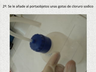 2º: Se le añade al portaobjetos unas gotas de cloruro sodico