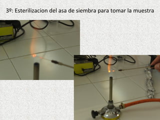 3º: Esterilizacion del asa de siembra para tomar la muestra