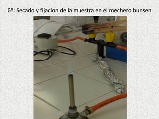 6º: Secado y fijacion de la muestra en el mechero bunsen