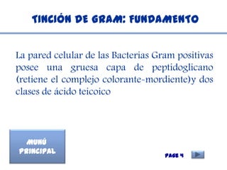 TINCIÓN DE GRAM: FUNDAMENTO


La pared celular de las Bacterias Gram positivas
posee una gruesa capa de peptidoglicano
(retiene el complejo colorante-mordiente)y dos
clases de ácido teicoico



  Munú
Principal
                                    Page 4
 