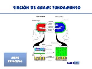 TINCIÓN DE GRAM: FUNDAMENTO




  Menú
Principal
                        Page 5
 