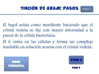 TINCIÓN DE GRAM: PASOS


El lugol actúa como mordiente haciendo que el
cristal violeta se fije con mayor intensidad a la
pared de la célula bacteriana.
El I2 entra en las células y forma un complejo
insoluble en solución acuosa con el cristal violeta.


     Menú
   Principal
                                       Page 9
 
