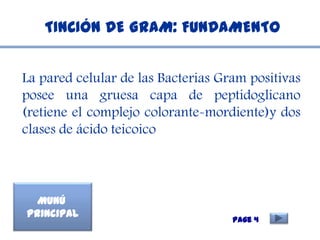 TINCIÓN DE GRAM: FUNDAMENTO


La pared celular de las Bacterias Gram positivas
posee una gruesa capa de peptidoglicano
(re...