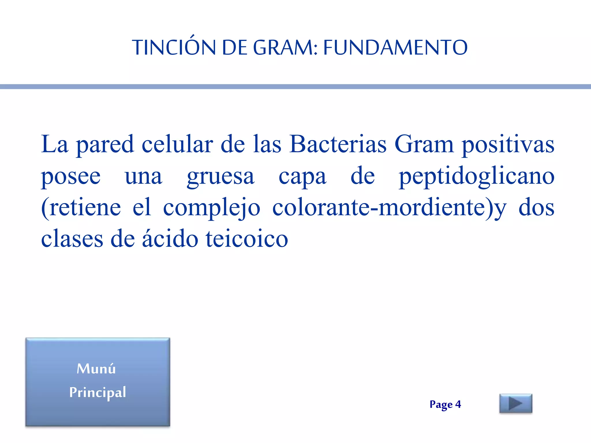 TINCIÓN DE GRAM: FUNDAMENTO 
La pared celular de las Bacterias Gram positivas 
posee una gruesa capa de peptidoglicano 
(retiene el complejo colorante-mordiente)y dos 
clases de ácido teicoico 
Page 4 
Munú 
Principal 
 