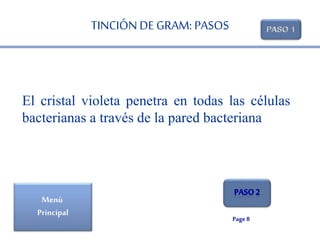 El cristal violeta penetra en todas las células 
bacterianas a través de la pared bacteriana 
Page 8 
TINCIÓN DE GRAM: PAS...