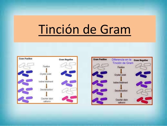 tincin de gram 1 1 638