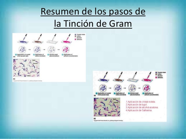 TINCION DE GRAM PASOS PDF DOWNLOAD TINCION DE GRAM PASOS PDF DOWNLOAD