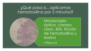 ¿Qué pasa si…aplicamos
hematoxilina por 5 minutos?
Microscopio
óptico, campo
claro, 40X, tinción
de hematoxilina y
eosina
•Placa 3
 