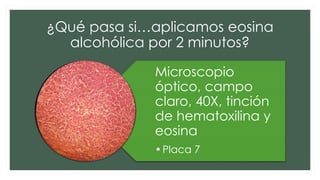 ¿Qué pasa si…aplicamos eosina
alcohólica por 2 minutos?
Microscopio
óptico, campo
claro, 40X, tinción
de hematoxilina y
eosina
•Placa 7
 