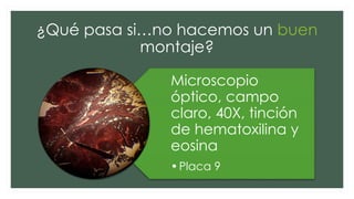 ¿Qué pasa si…no hacemos un buen
montaje?
Microscopio
óptico, campo
claro, 40X, tinción
de hematoxilina y
eosina
•Placa 9
 